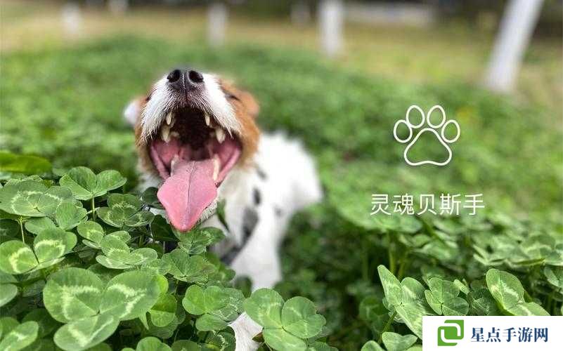 剑仙缘如何获取乔小巴?乔小巴获取攻略