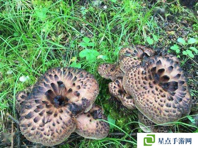 花千骨帝王菌怎么打?魍魉森林4BOSS帝王菌攻略