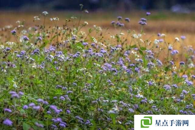 花千骨正版手游郊外竹林副本怎么打?郊外竹林副本挑战技巧分享